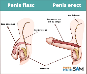 dimensiunea normală a penisului pentru fete care este deformarea anatomică a penisului
